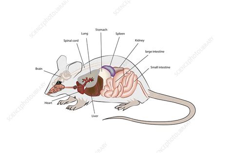 anatomic mouse|the anatomy of laboratory mouse.